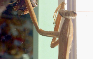 Stinkbugs are not a great totem - Hands-on Heritage