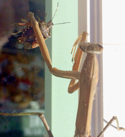 Stinkbugs are not a great totem - Hands-on Heritage